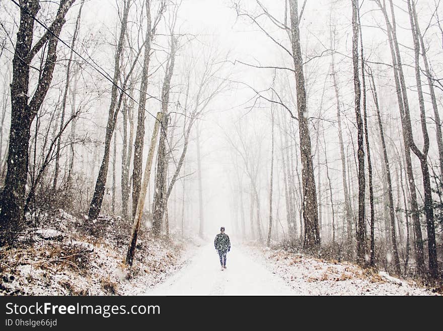 Winter, Path, Woodland, Tree