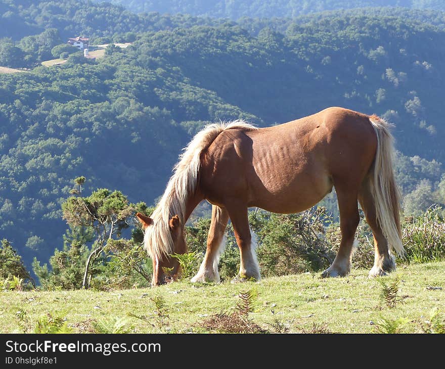 Horse, Pasture, Grassland, Ecosystem