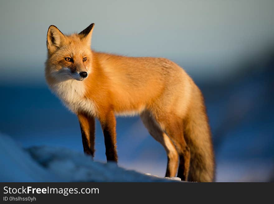 Fox, Red Fox, Wildlife, Mammal