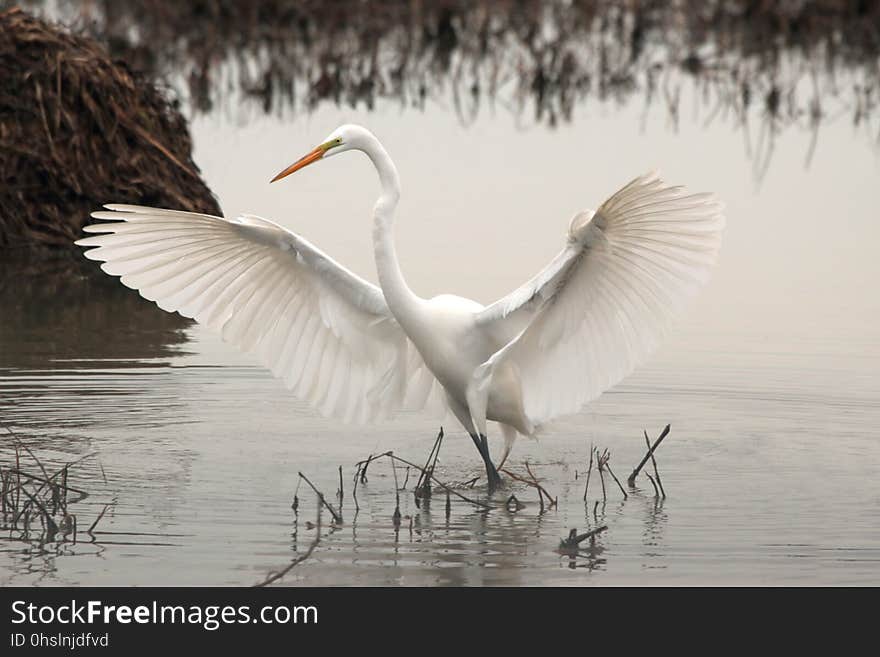 Bird, Great Egret, Beak, Egret