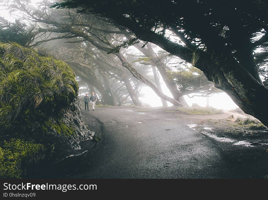 Nature, Tree, Woody Plant, Light