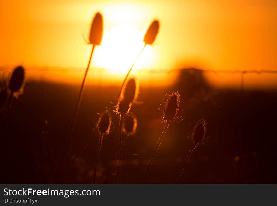 Beautiful sunset in the summer