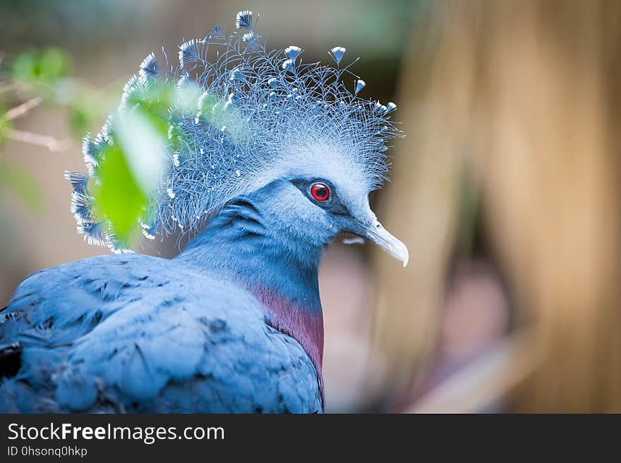 Close up of a beautiful Victoria Crowned Pigeon in summer