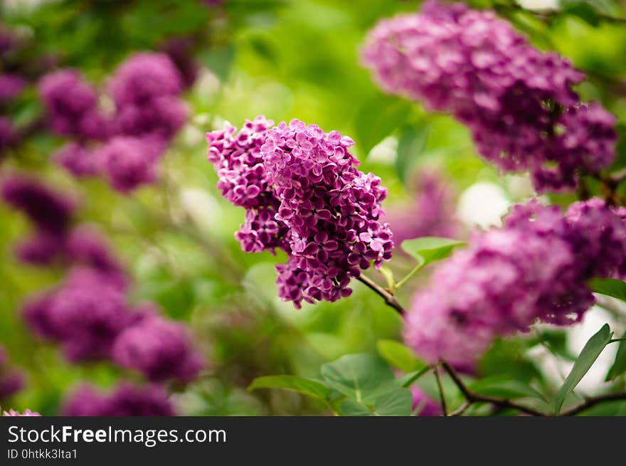 Flower, Purple, Plant, Lilac