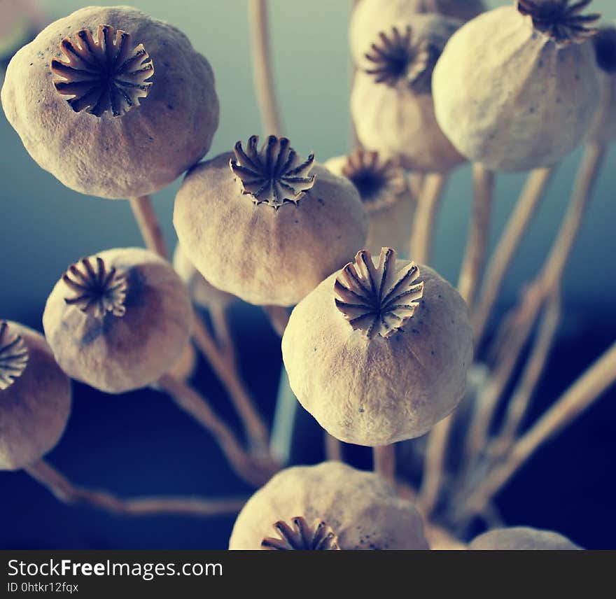 Blue, Flower, Close Up, Flora