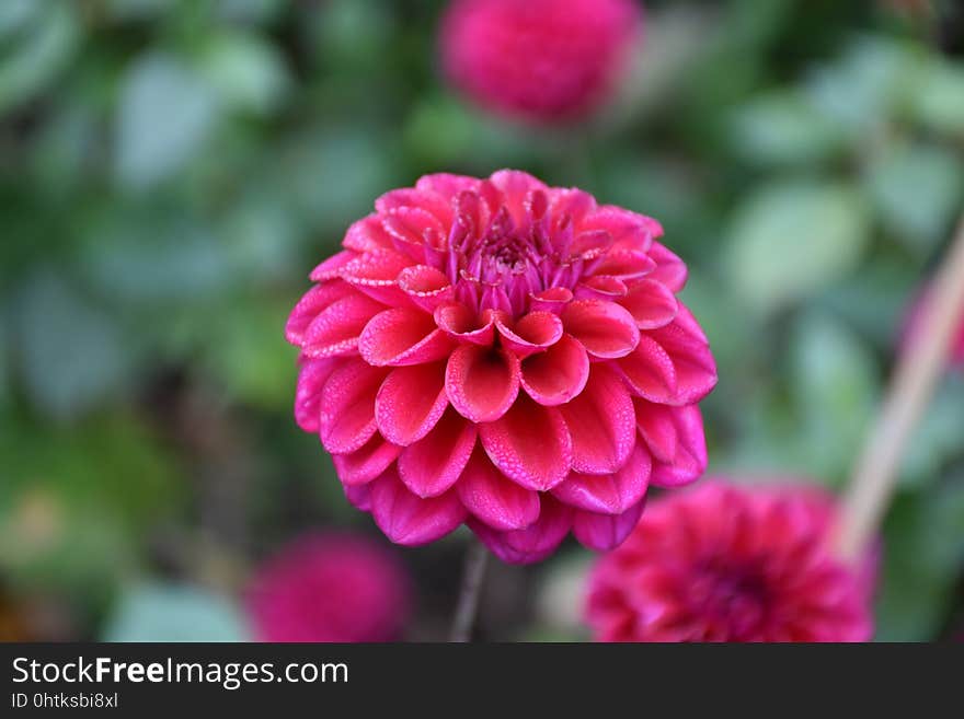 Flower, Pink, Plant, Dahlia