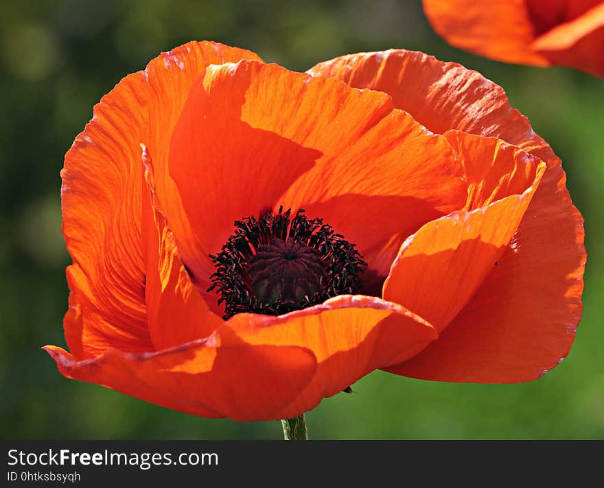 Flower, Wildflower, Poppy, Orange