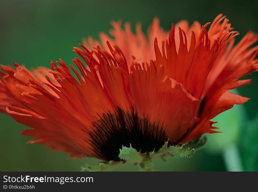 Flower, Wildflower, Petal, Close Up