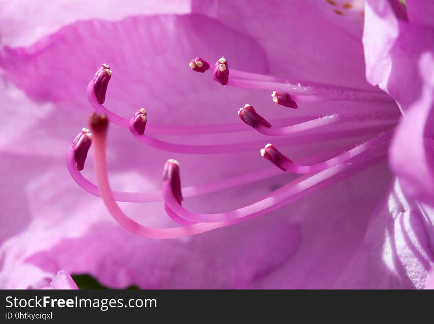 Flower, Pink, Violet, Purple