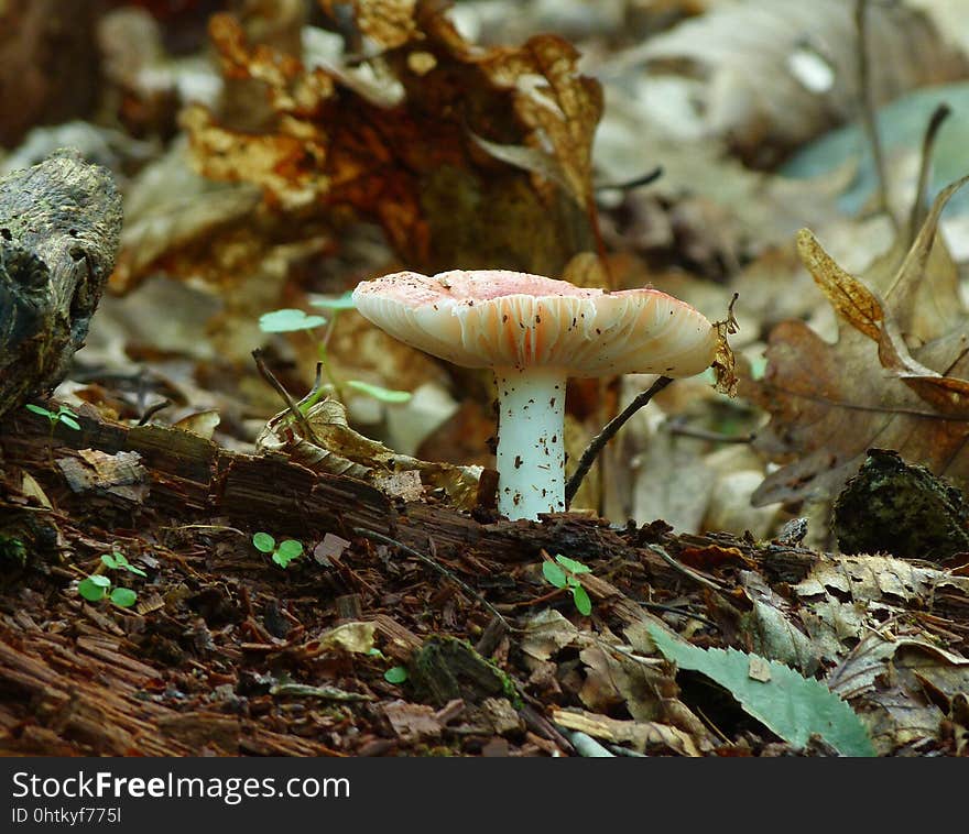 Fungus, Mushroom, Medicinal Mushroom, Agaricaceae