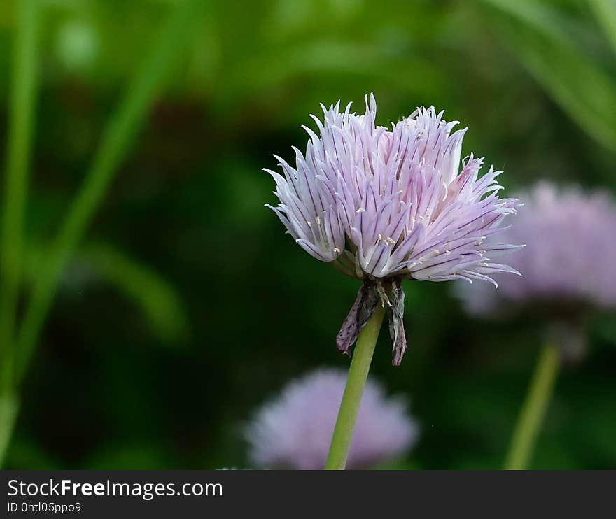 Flower, Purple, Thistle, Flora