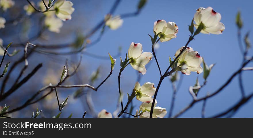 Flower, Branch, Blossom, Spring