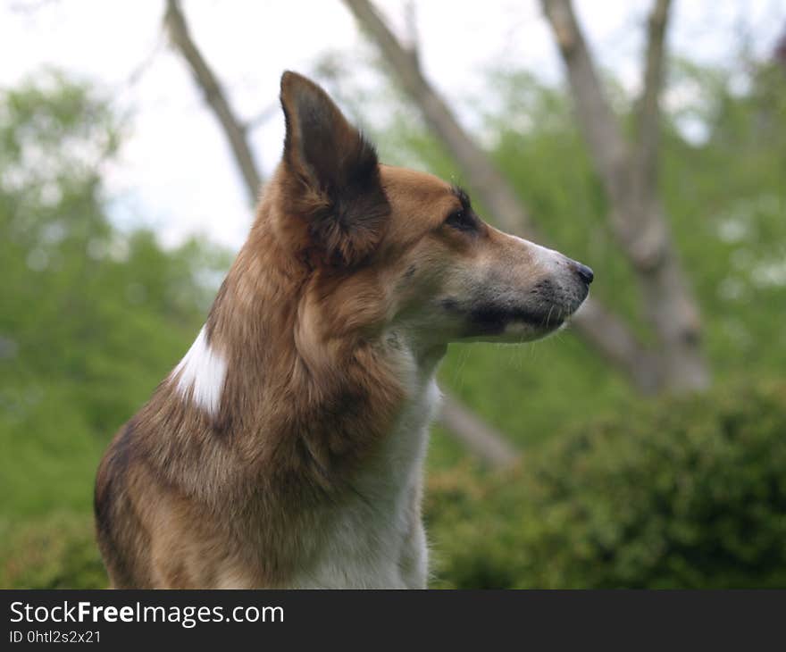 Dog, Dog Like Mammal, Dog Breed, Dog Breed Group