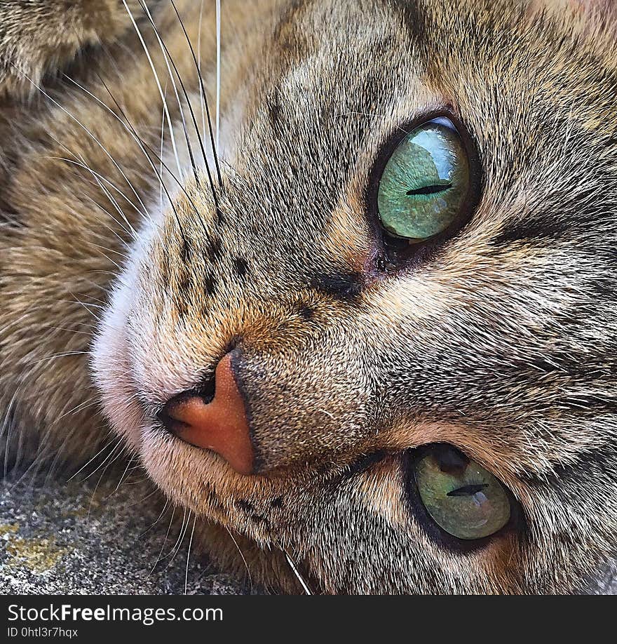 Cat, Whiskers, Face, Fauna