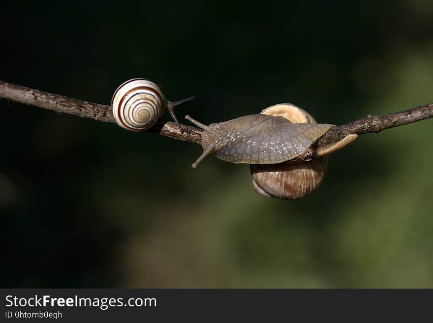 Snail, Snails And Slugs, Molluscs, Invertebrate