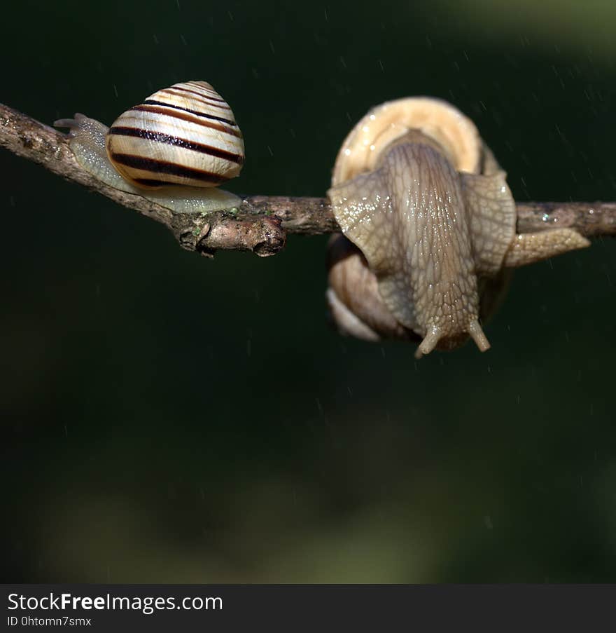 Snails And Slugs, Snail, Molluscs, Fauna