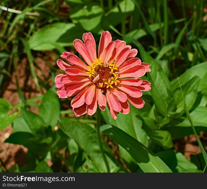 Flower, Flora, Plant, Annual Plant