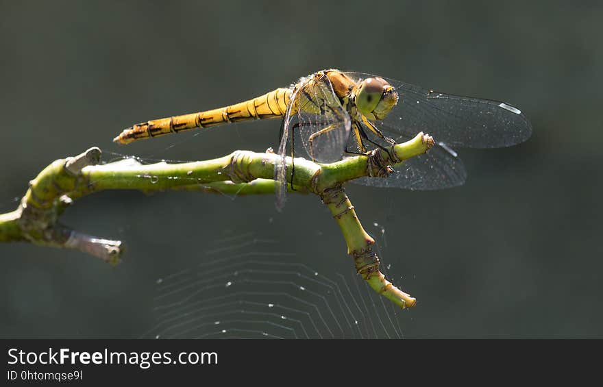 Insect, Dragonfly, Dragonflies And Damseflies, Invertebrate