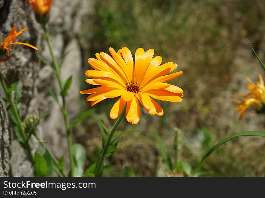 Flower, Flora, Plant, Wildflower