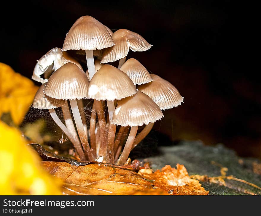 Mushroom, Edible Mushroom, Fungus