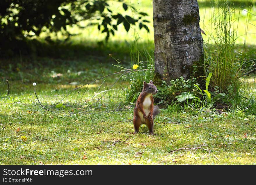 Wildlife, Fauna, Mammal, Nature Reserve