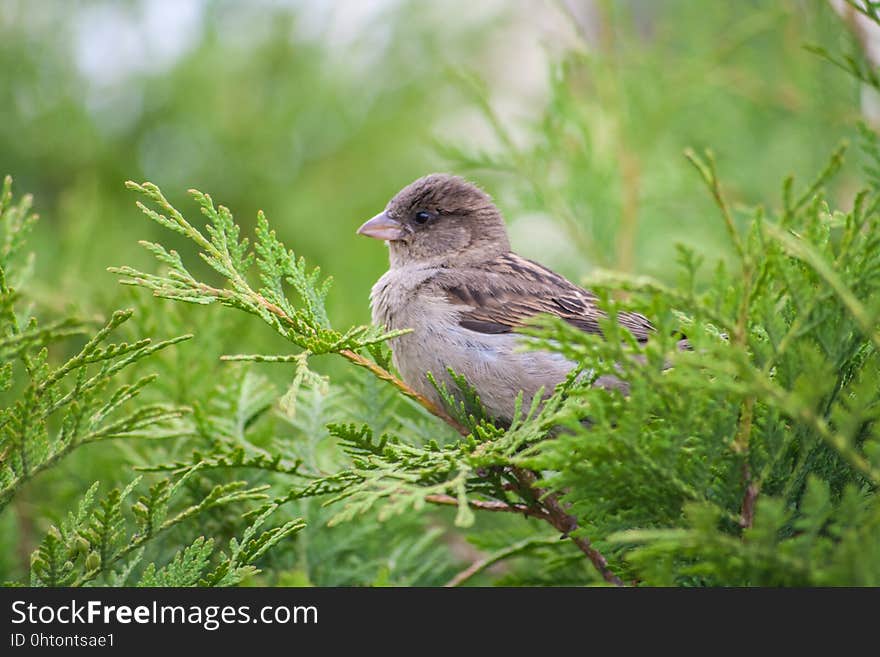 Bird, Fauna, Beak, Sparrow