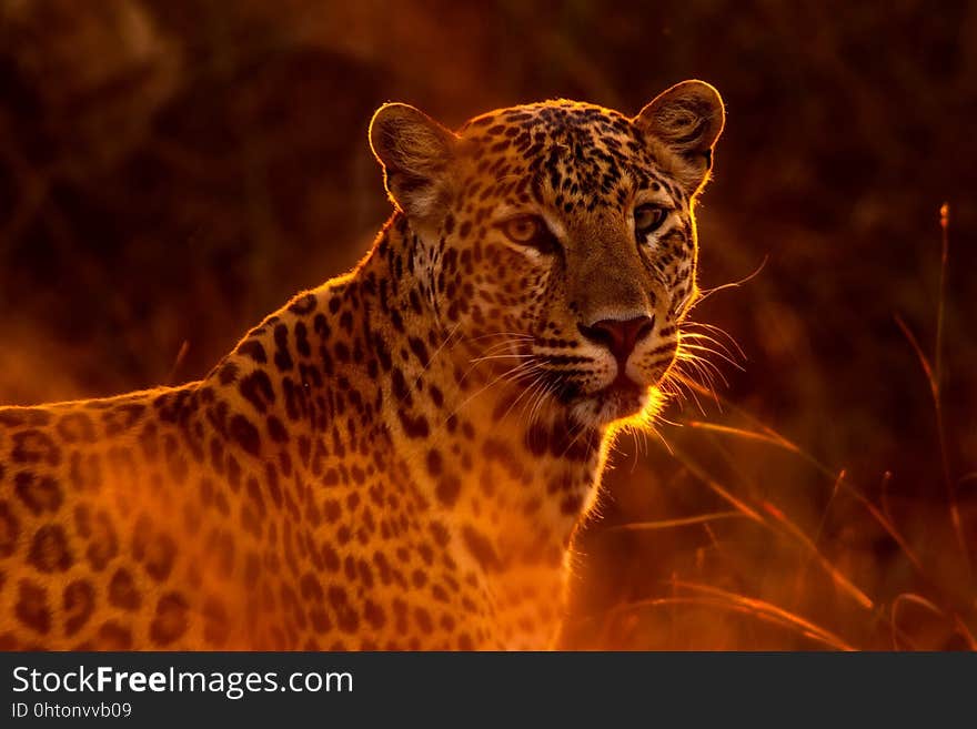 Leopard, Wildlife, Terrestrial Animal, Mammal