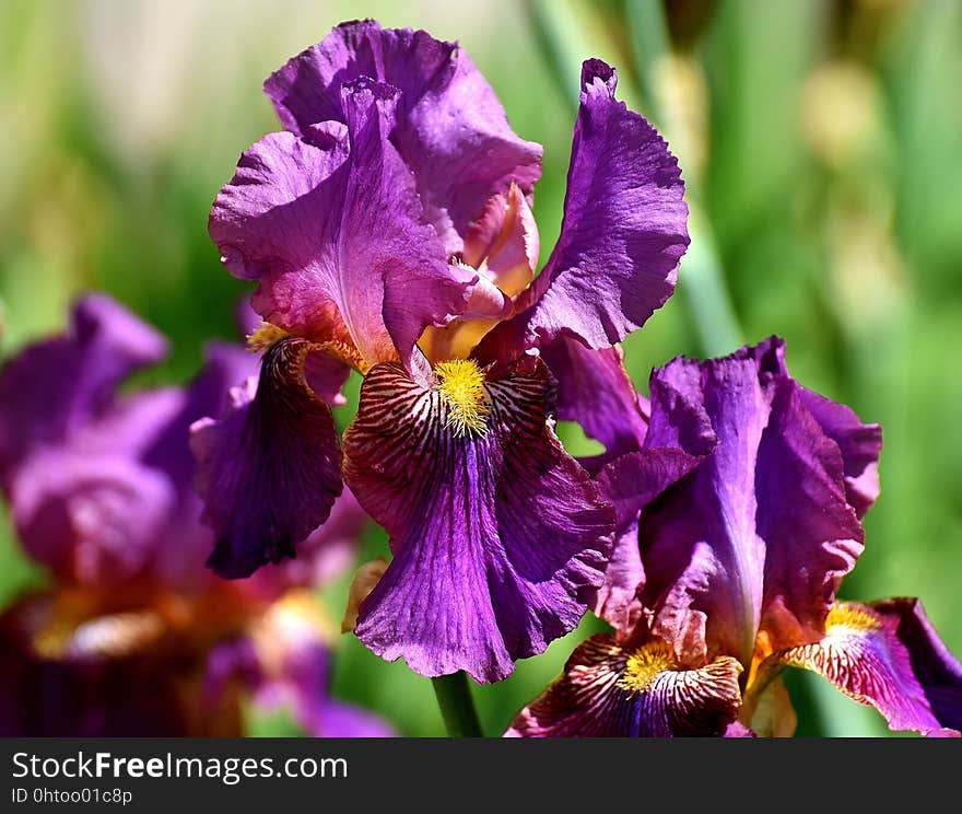 Flower, Plant, Flowering Plant, Purple