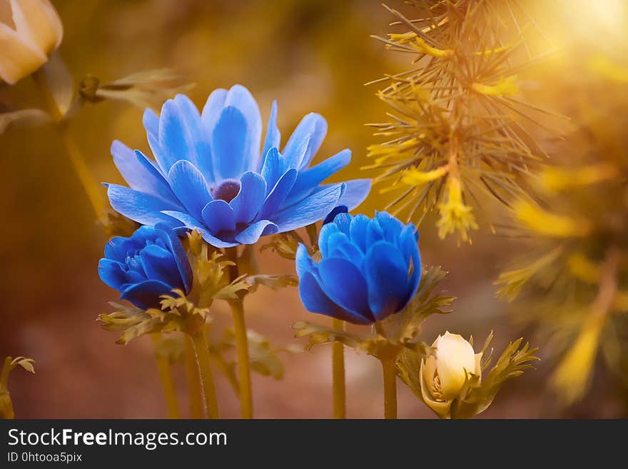 Flower, Wildflower, Yellow, Flora