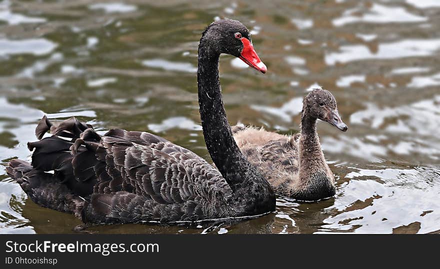 Black Swan, Water Bird, Ducks Geese And Swans, Bird