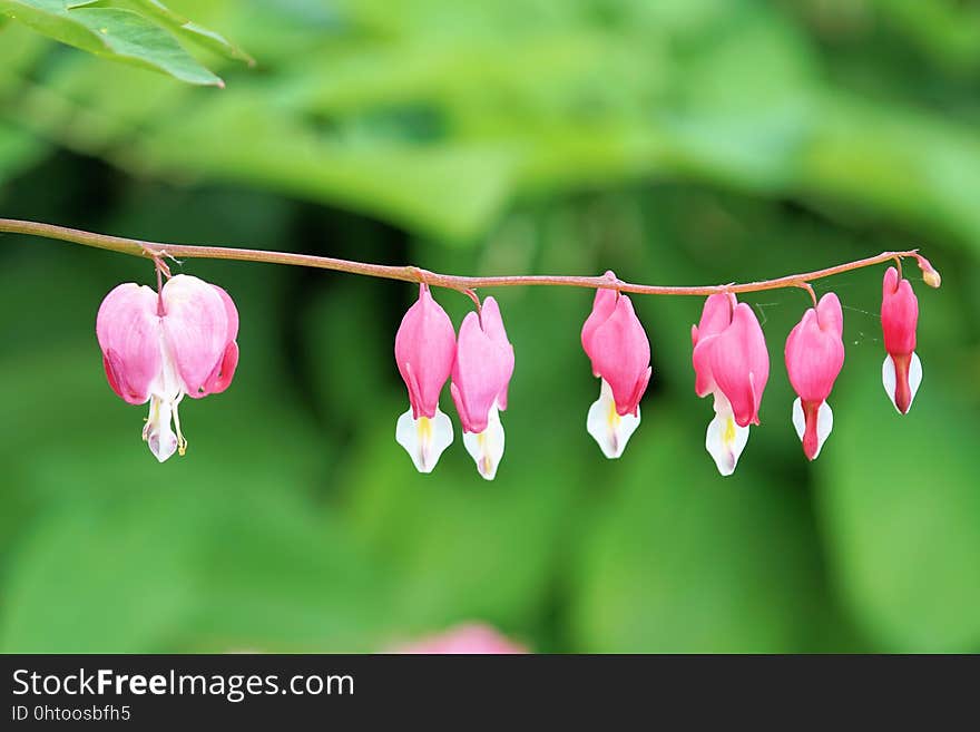 Flower, Pink, Flora, Petal