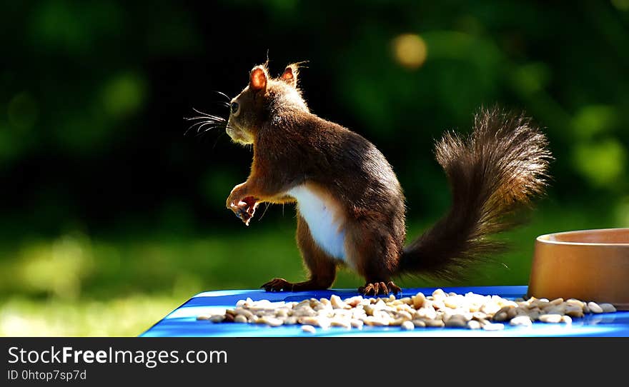 Squirrel, Fauna, Mammal, Rodent