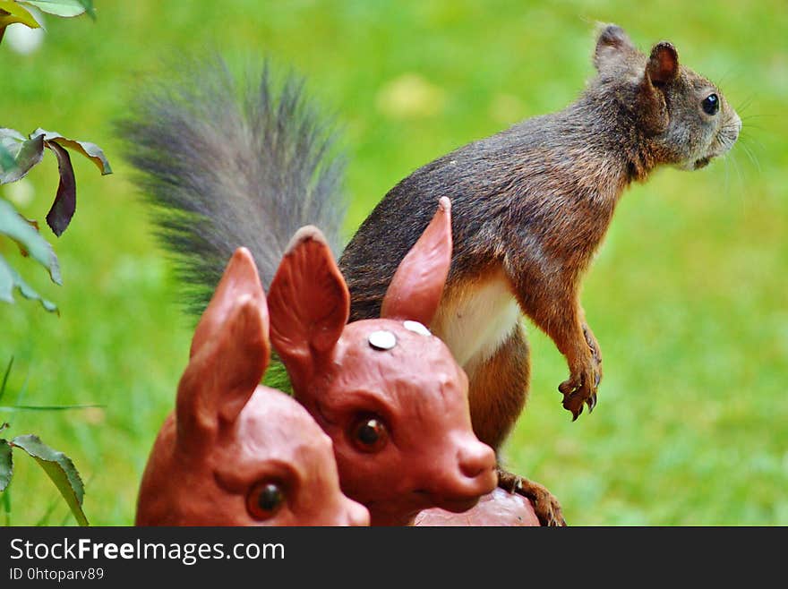 Fauna, Mammal, Squirrel, Wildlife