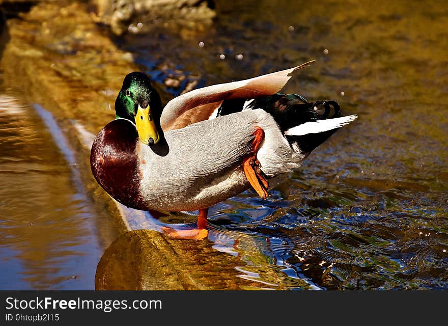 Duck, Bird, Water, Water Bird