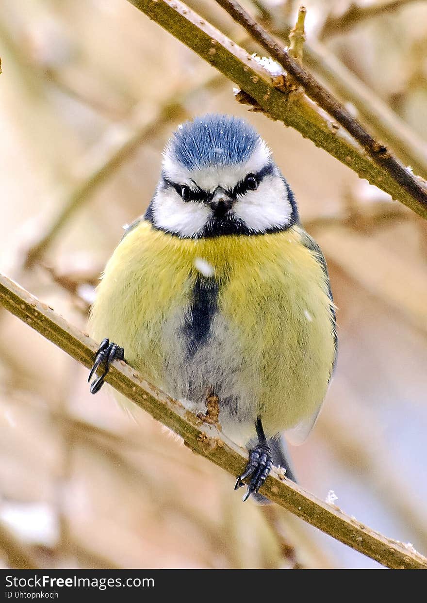 Bird, Fauna, Beak, Wildlife