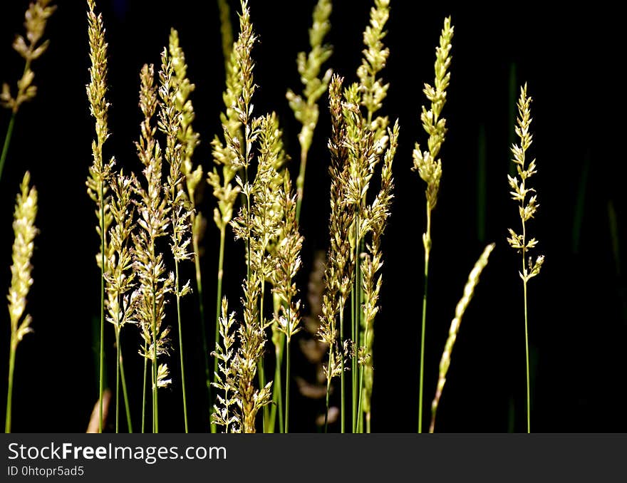 Grass Family, Plant, Grass, Food Grain