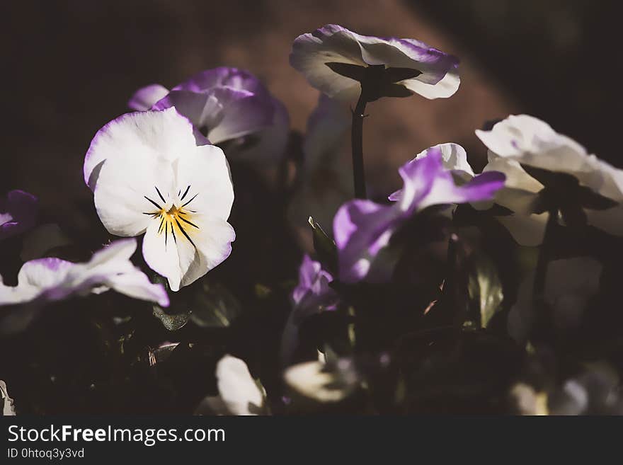 Flower, Violet, Flowering Plant, Plant