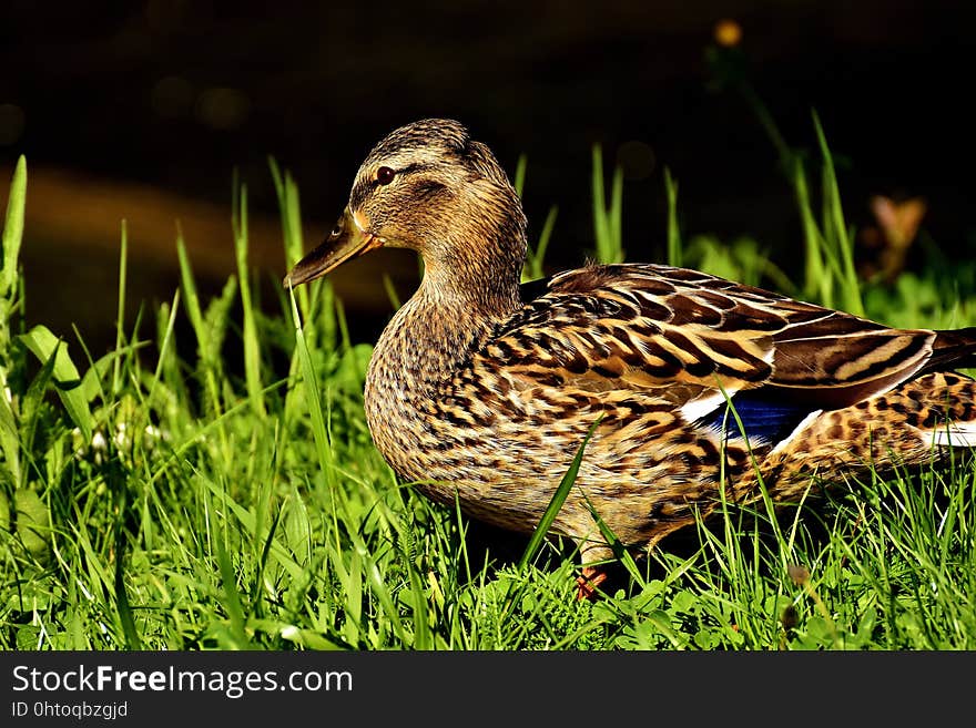 Bird, Duck, Mallard, Water Bird