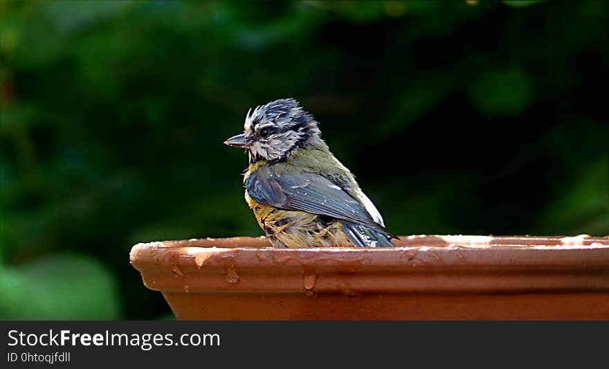 Bird, Beak, Fauna, Perching Bird