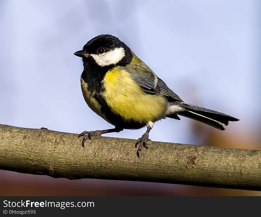 Bird, Fauna, Beak, Chickadee