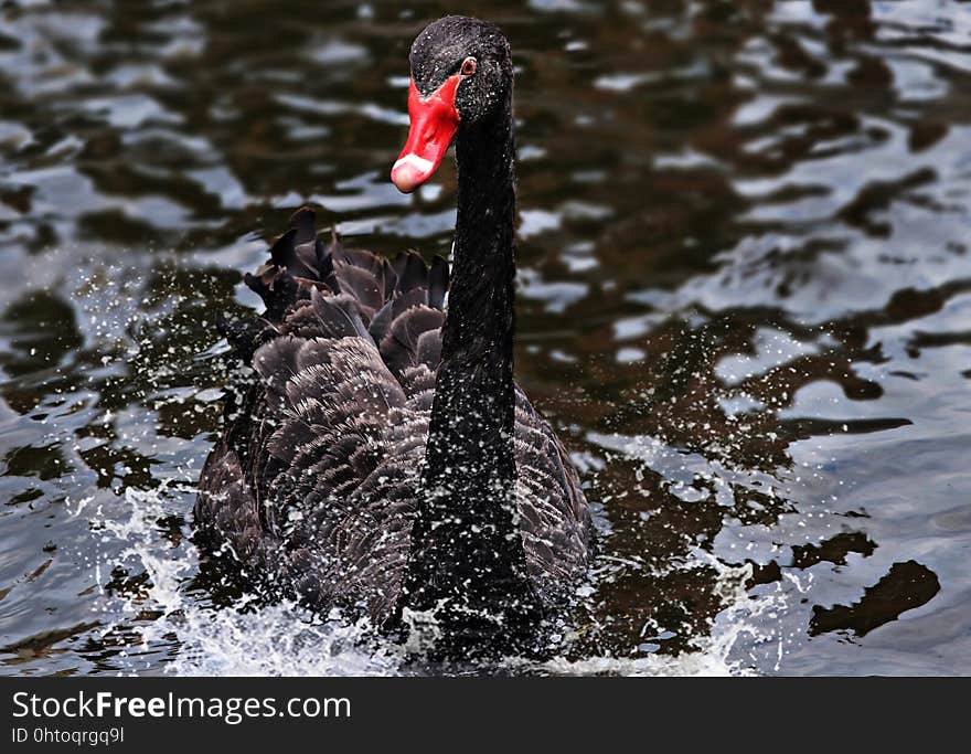 Black Swan, Bird, Water Bird, Ducks Geese And Swans