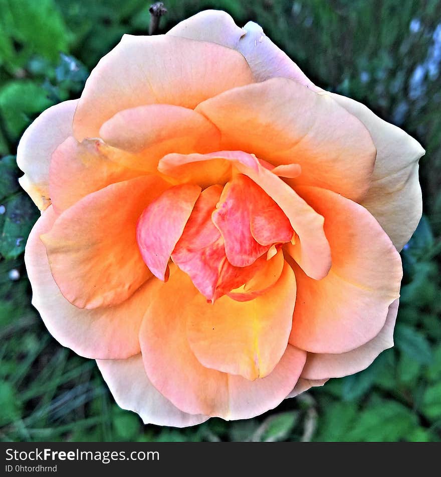 Flower, Rose, Rose Family, Floribunda