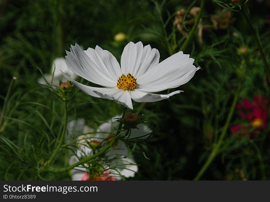 Flower, Garden Cosmos, Flora, Plant