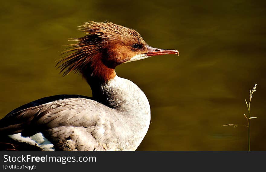 Bird, Beak, Duck, Fauna