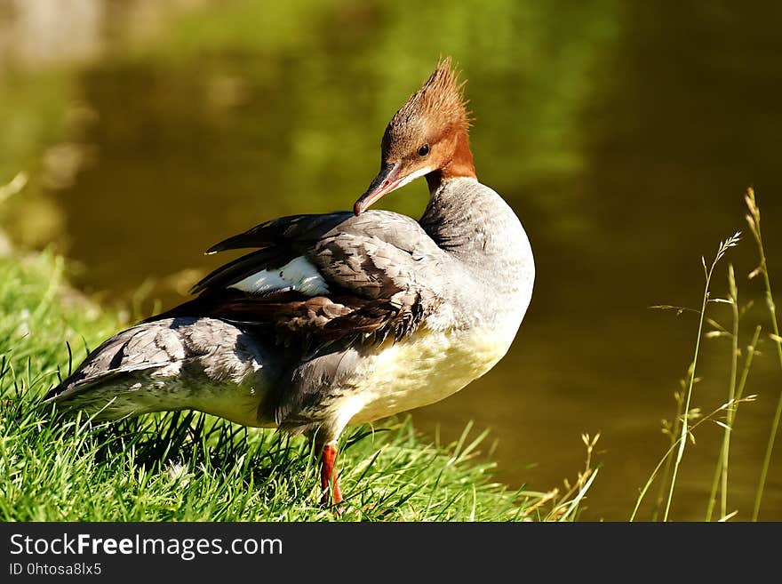 Bird, Duck, Fauna, Water Bird