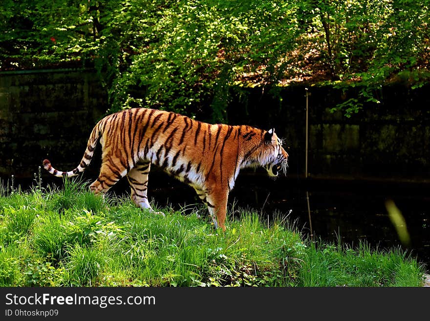 Wildlife, Tiger, Mammal, Wilderness