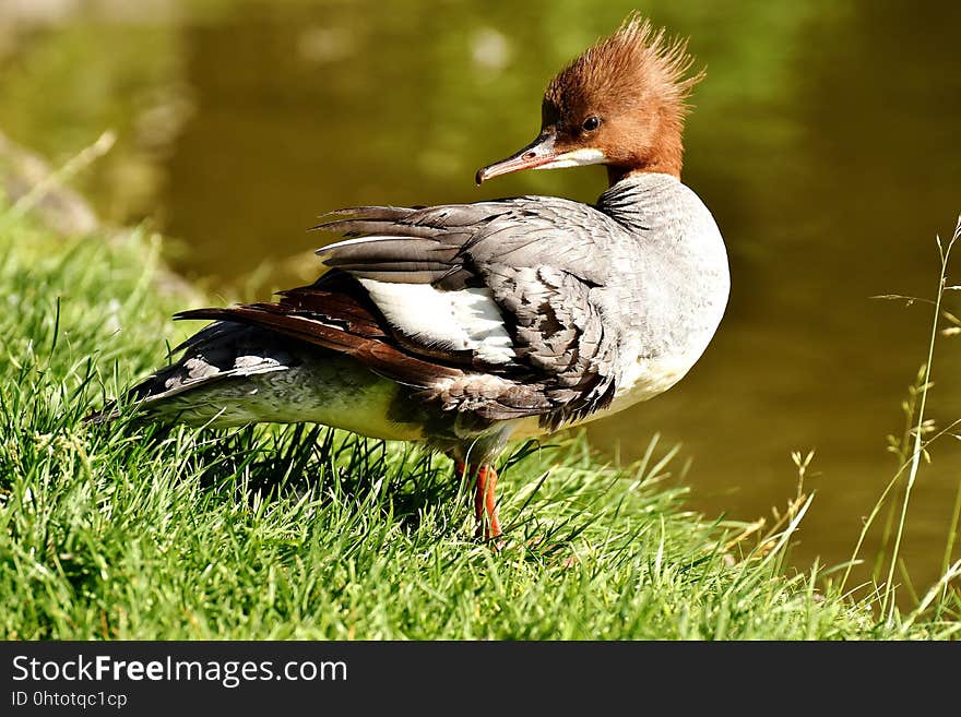 Bird, Duck, Fauna, Ducks Geese And Swans