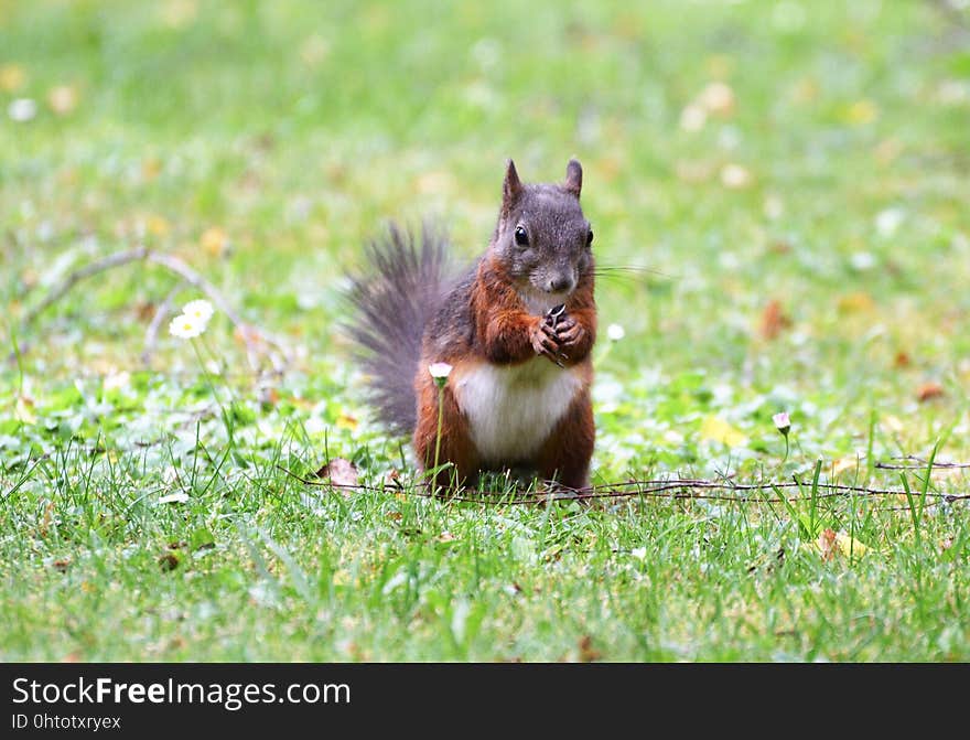 Mammal, Fauna, Wildlife, Grass