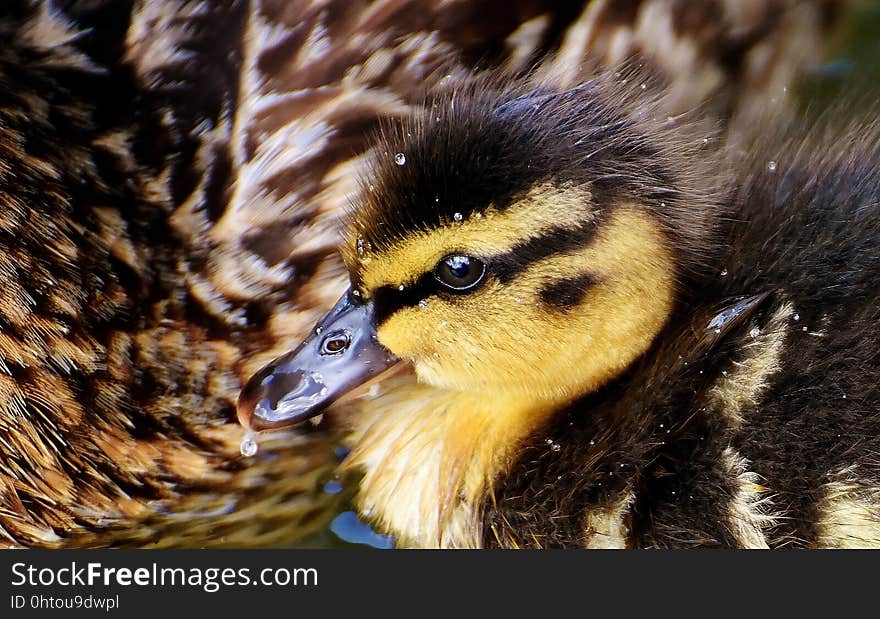 Duck, Bird, Fauna, Beak