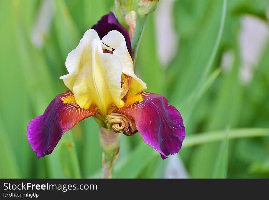 Flower, Plant, Flowering Plant, Flora